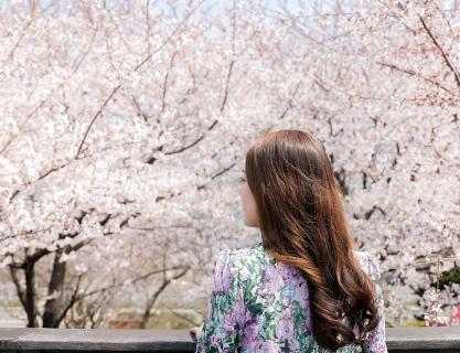 夢のような瞬間をとらえる洛東江庭園桜祭り