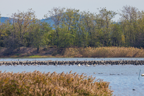 명지철새탐조대