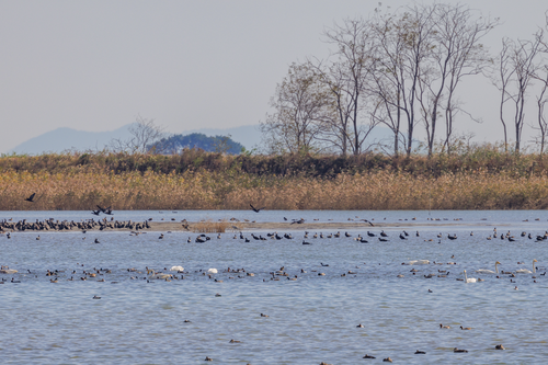 명지철새탐조대