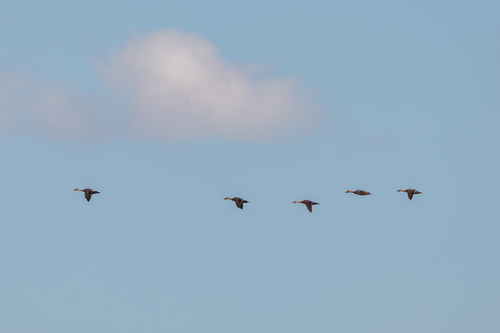 명지철새탐조대