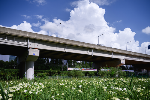 화명생태공원 유럽수국_1