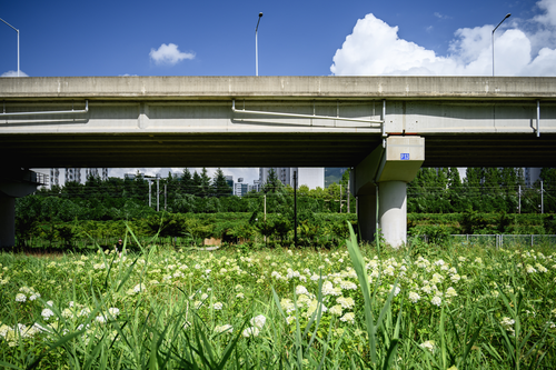 화명생태공원 유럽수국_3