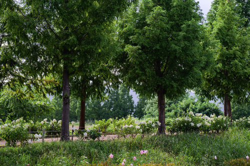 화명생태공원 유럽수국_4