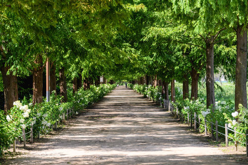 화명생태공원 유럽수국_5