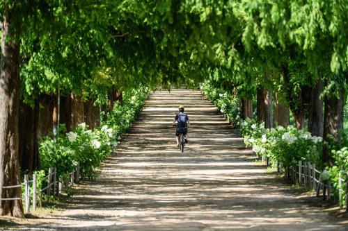 화명생태공원 유럽수국_6
