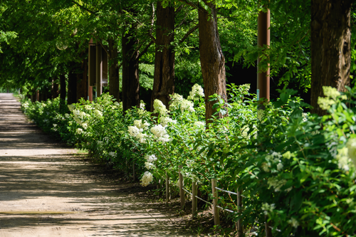 화명생태공원 유럽수국_7
