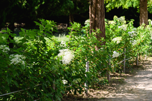 화명생태공원 유럽수국_8