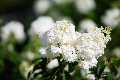 화명생태공원 유럽수국_9