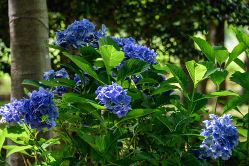 화명생태공원 유럽수국_10