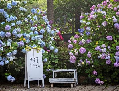 The beautiful and brilliant hydrangea at Taejongdae Park