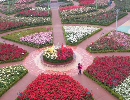 Searching for the best rose gardens hidden all over Busan