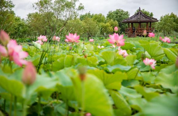 暑い夏、気品ある蓮の花の「海」に飛び込む: おすすめの旅 : テーマ旅行 : テーマ旅行: 부산시 공식 관광 포털 비짓부산 visit busan