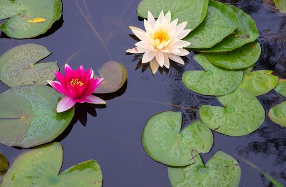 暑い夏、気品ある蓮の花の「海」に飛び込む: おすすめの旅 : テーマ旅行 : テーマ旅行: 부산시 공식 관광 포털 비짓부산 visit busan