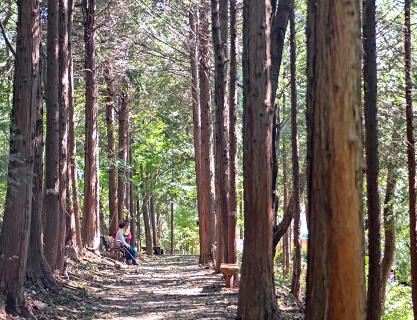 Today’s Walk - Gubongsan Healing Forest Trail