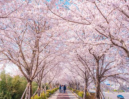 Busan is awash with cherry blossoms ~✿