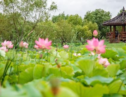 Dive into a Sea of Lotus in the Scorching Summer