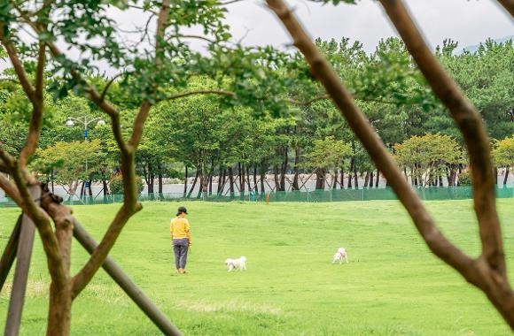 Pet-friendly Trips in Busan4