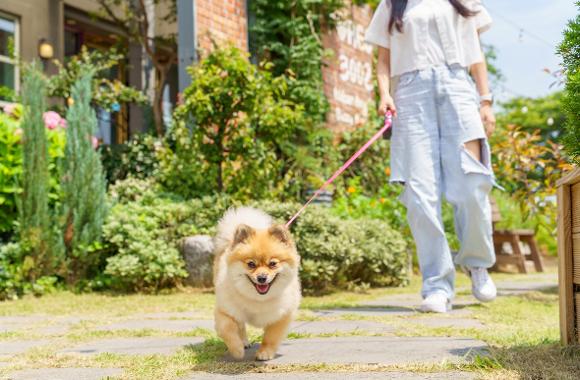 Pet-friendly Trips in Busan3