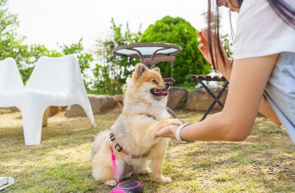 Pet-friendly Trips in Busan4