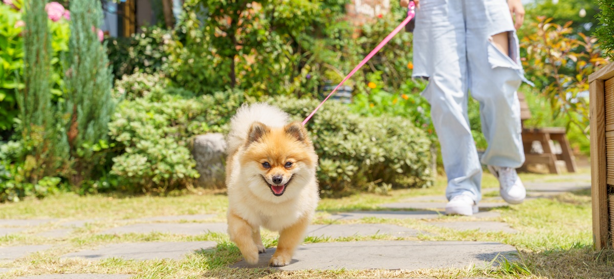 Pet-friendly Trips in Busan