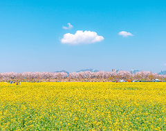 春の花をバックにインスタ映え写真が撮れる釜山のおすすめスポット！