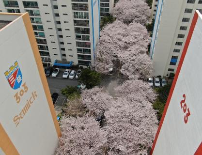 삼익아파트 벚꽃 드론