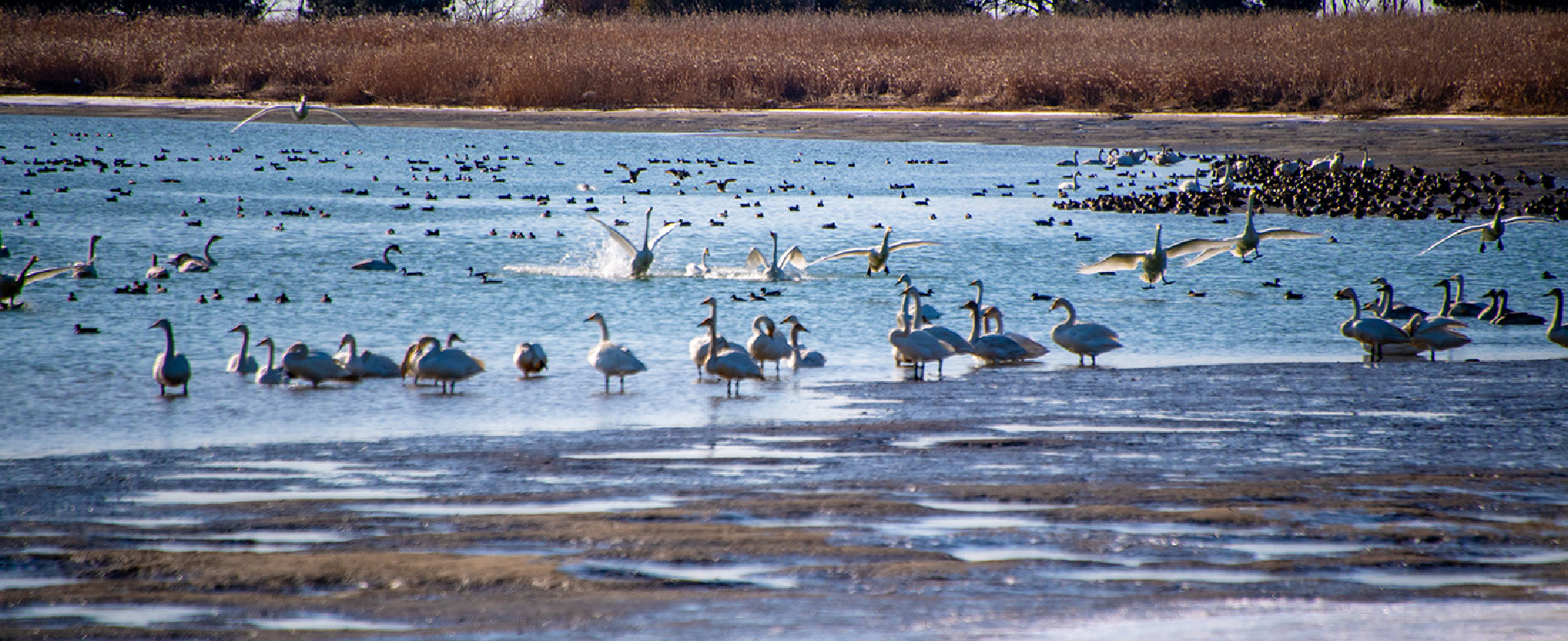 A Journey in West Busan Along the Sanctuary of Migratory Birds