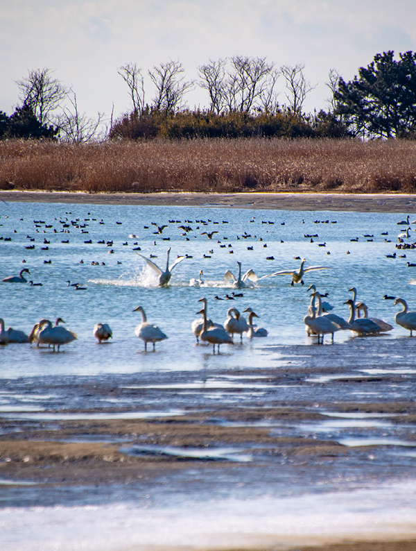 A Journey in West Busan Along the Sanctuary of Migratory Birds